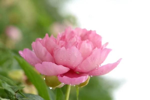 Мокрый розовый пион — стоковое фото