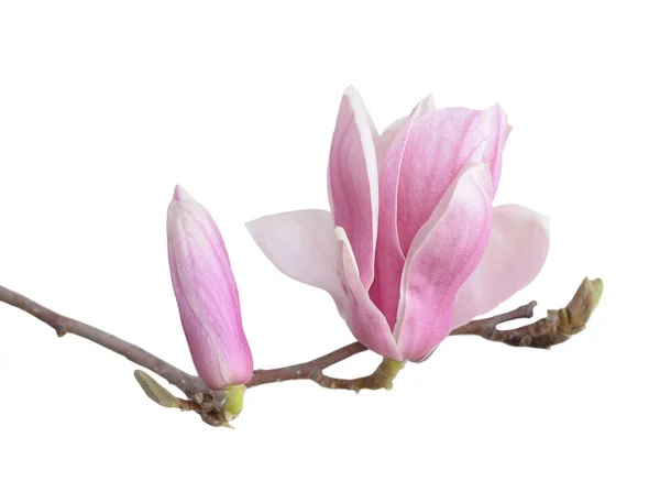 Beutiful pink magnolia flower — Stock Photo, Image