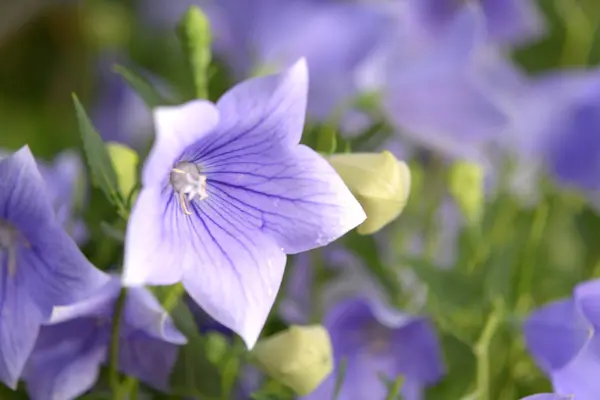 플라스마 코돈 grandiflorus 꽃 — 스톡 사진