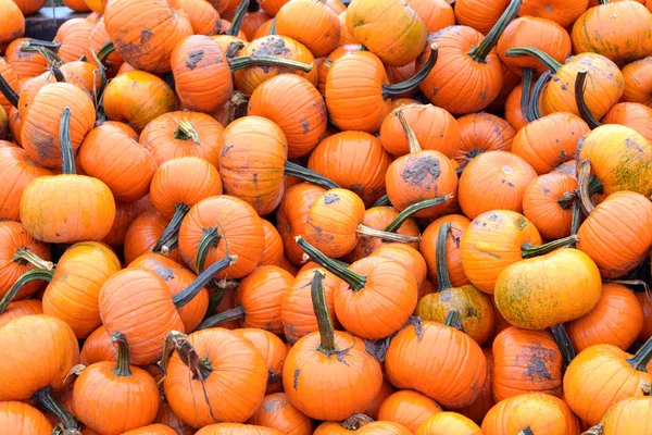 Wee-be-littles pumpkins — Stock Photo, Image
