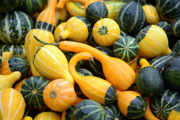 Smooth gourd — 스톡 사진