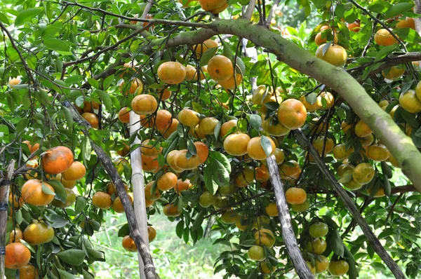 Tangeriinit hedelmät — kuvapankkivalokuva