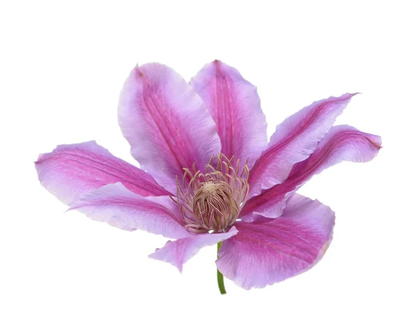 Bir mor clematis — Stok fotoğraf