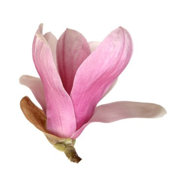 pembe Manolya çiçeği