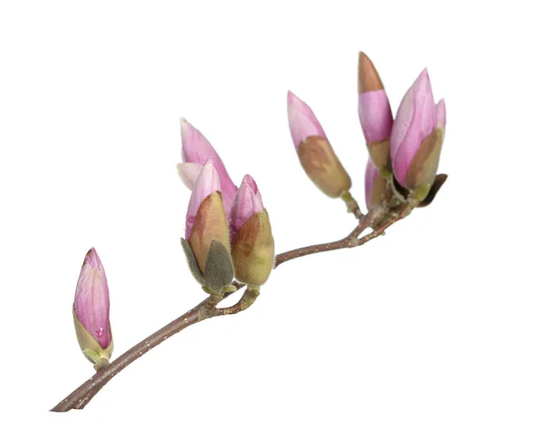 Pink magnolia flower — Stock Photo, Image