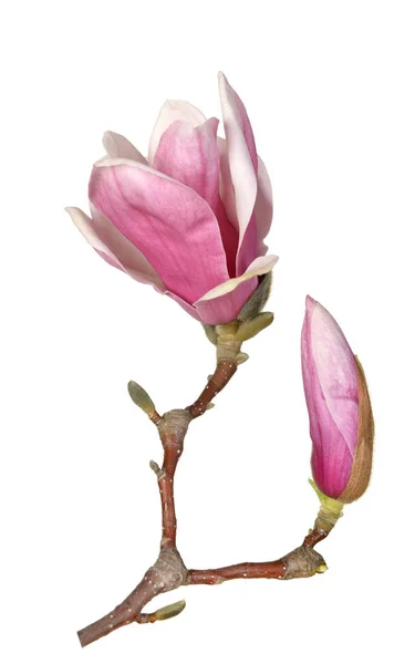 Pembe Manolya çiçeği — Stok fotoğraf