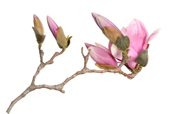 Rosa Magnolienblüte — Stockfoto