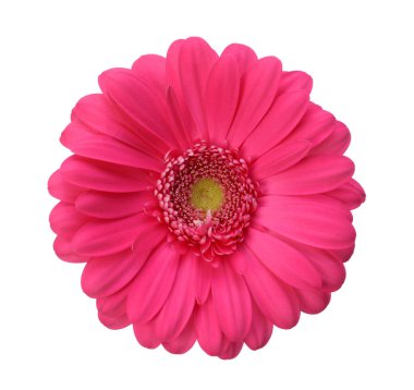 gerbera çiçek 