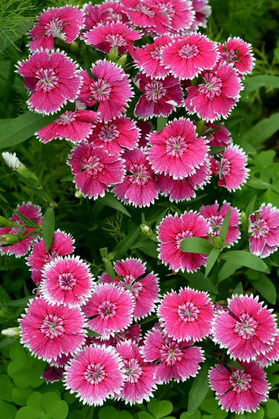 Dianthus-Blüten — Stockfoto