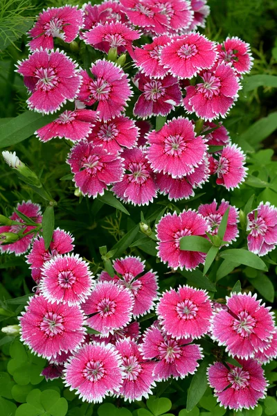 Fiori di dianthus — Foto Stock