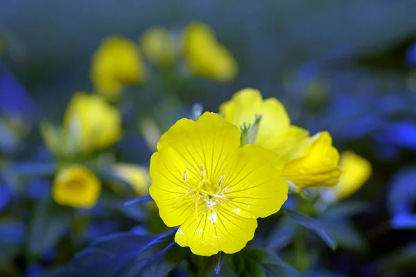 Žlutá Oenothera Biennis květina — Stock fotografie