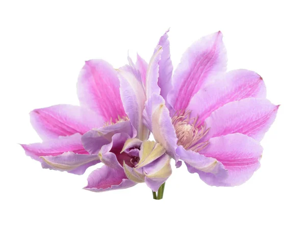 Квітка Клематис рожевий — стокове фото