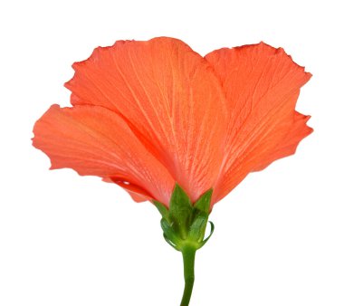hibiscus çiçeği