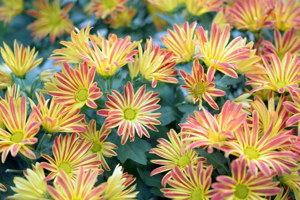 Mums flower — Stock Photo, Image