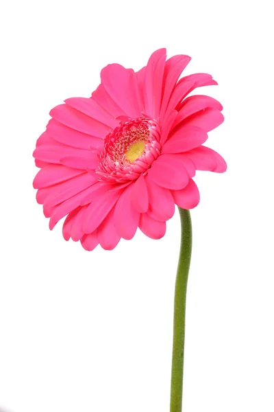 Рожева квітка гербери — стокове фото
