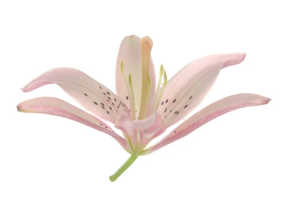 Κρίνος λουλούδι ροζ χρώμα — Φωτογραφία Αρχείου