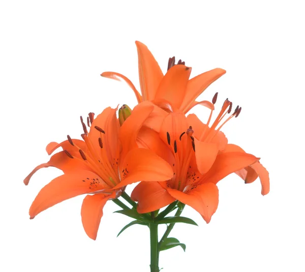 Bunga lili warna oranye — Stok Foto