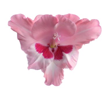 pembe Glayöl çiçek