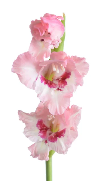 Flor de gladíolo rosa — Fotografia de Stock