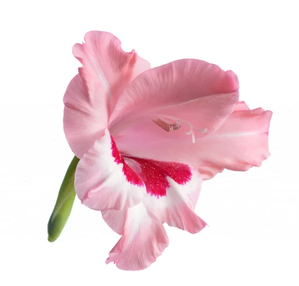 Ροζ γλαδιόλες λουλούδι — Φωτογραφία Αρχείου