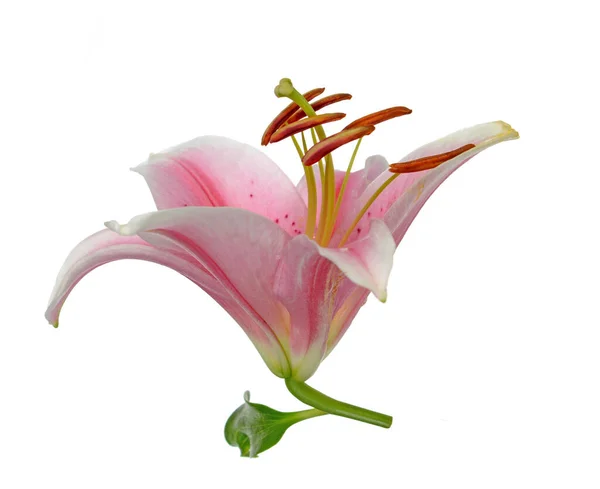 Ροζ Χρώμα Κρίνο Λουλούδι Απομονωθεί Λευκό — Φωτογραφία Αρχείου