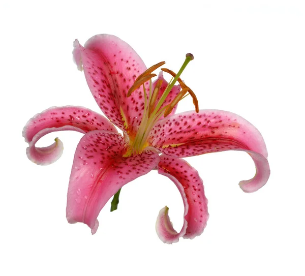 Pink Farve Lilje Blomst Isoleret Hvid - Stock-foto