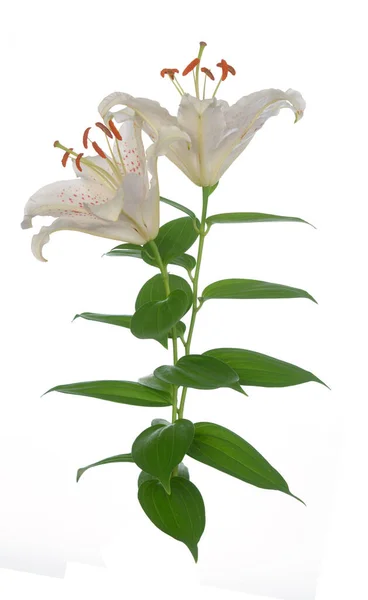 Para Białego Lilii Kwiat Odizolowany Białym Obraz Stockowy