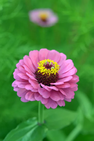 Rosa Zinnia Blume Blüht Tagsüber Garten — Stockfoto