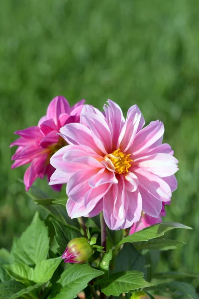 Trei Flori Dahlia Înflorite Grădină Timpul Zilei — Fotografie, imagine de stoc