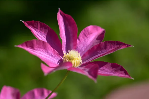 Фіолетовий Клематис Цвіте Саду Вдень — стокове фото