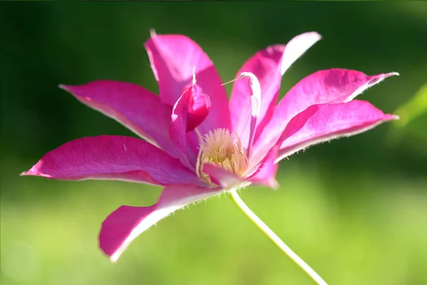 Фіолетовий Клематис Цвіте Саду Вдень — стокове фото