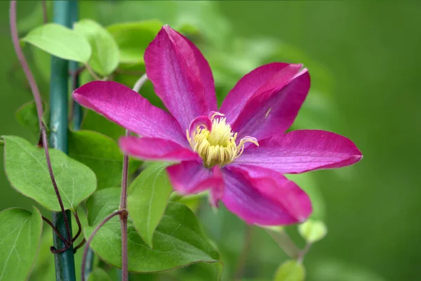 Purpurowe Połówki Kwitnące Ogrodzie Ciągu Dnia — Zdjęcie stockowe