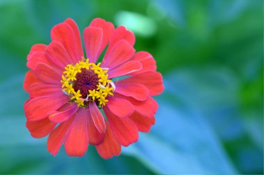 Portakal rengi Zinnia çiçekleri gündüz vakti bahçede açar.
