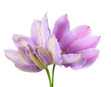 Beyaz arkaplanda güzel klematis pembe izolasyon