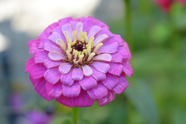 Rosa Flor Zinnia Floreciendo Jardín Durante Día — Foto de Stock