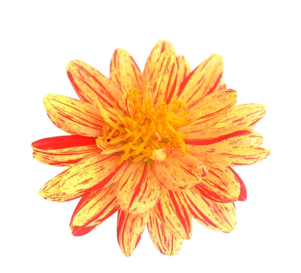 Two Tone Red Yellow Dahlia Flower Isolated White Background — Stock Photo, Image