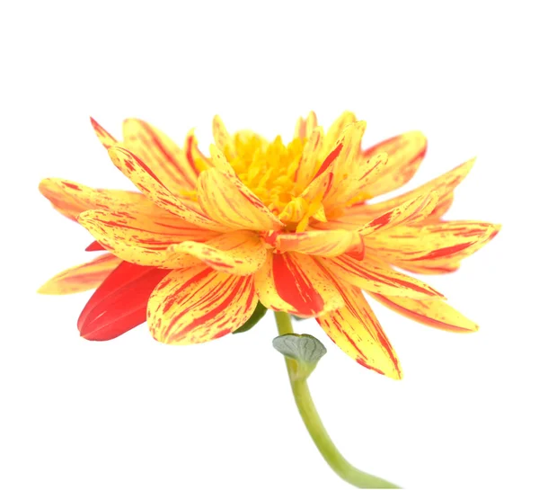 两种色调的红 黄大丽花 背景为白色 — 图库照片