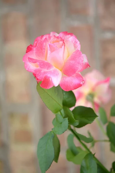 Rózsaszín Tea Rózsa Virág Kertben Ellen Téglafal — Stock Fotó