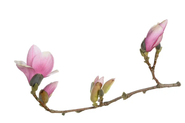 Magnolia Flower Branch Isolated White Background — Stock Photo, Image