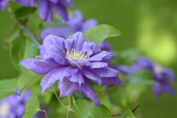 Purpurowe Połówki Kwitnące Ogrodzie Ciągu Dnia — Zdjęcie stockowe