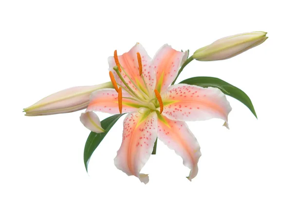 Ροζ Χρώμα Κρίνο Λουλούδι Απομονωθεί Λευκό — Φωτογραφία Αρχείου