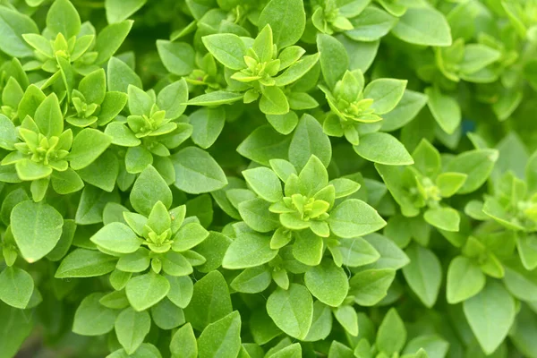 Bovenaanzicht Van Grieks Basilicum Tuin — Stockfoto