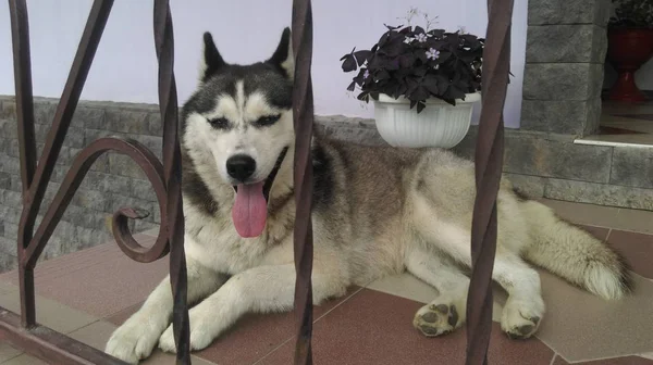 Husky Stuck Out His Tongue — Stock Photo, Image