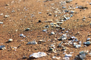 Kumsala deniz kabukları serpilmiş ve güneş tarafından aydınlatılmış..