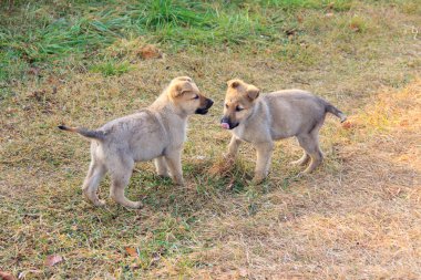 İki evsiz köpek yavrusu kuru sonbahar çimlerinde oynuyorlar..