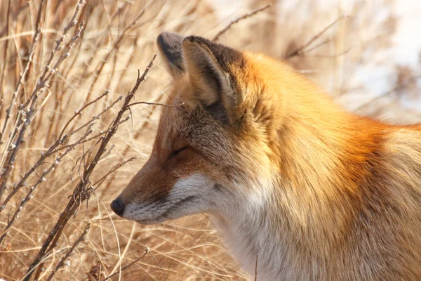 Der Fuchs Herbstwald Blinzelt Die Sonne Und Schließt Die Augen — Stockfoto