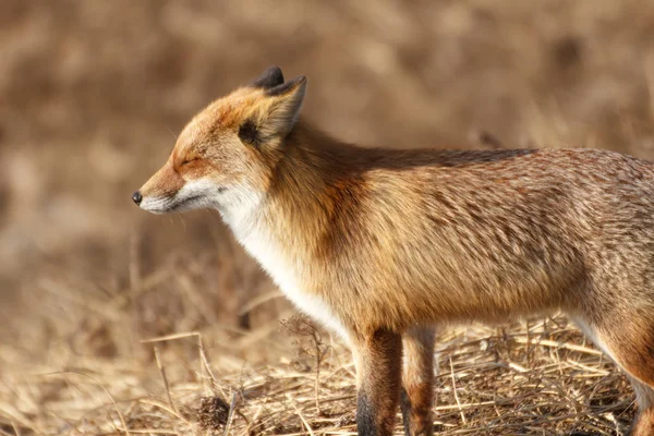 秋の森の狐が太陽の光を受けて目を閉じます — ストック写真