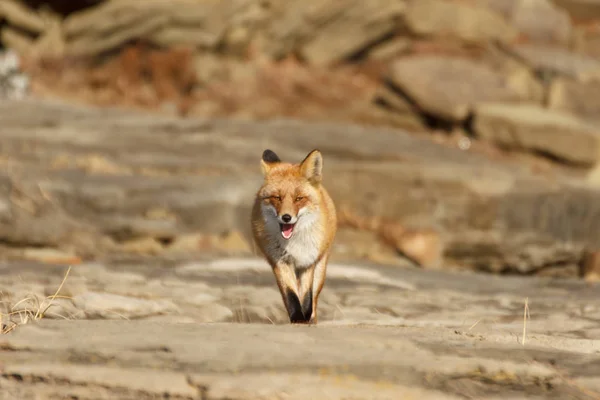 Der Fuchs Greift Und Rennt Direkt Zwischen Die Steine — Stockfoto