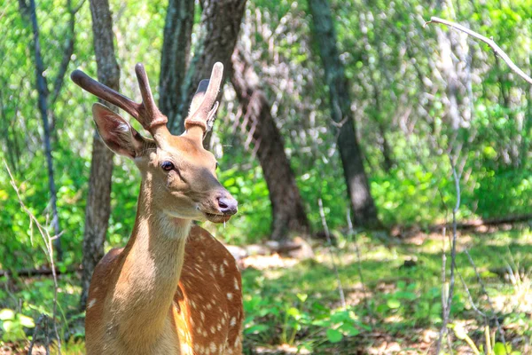Bahar ormanında genç Sika geyiği (Cervus nippon).