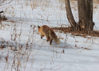 Rusya 'da karlı bir kış ormanında avlanan bir tilki..